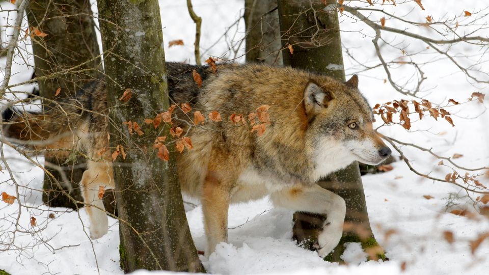 szurke farkas Canis lupus 1