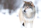 szurke farkas Canis lupus 3