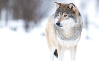 szurke farkas Canis lupus 3