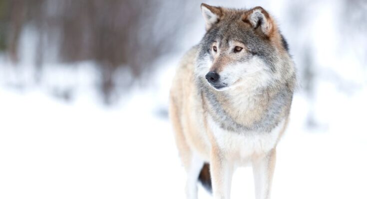 szurke farkas Canis lupus 3