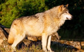 szurke farkas Canis lupus