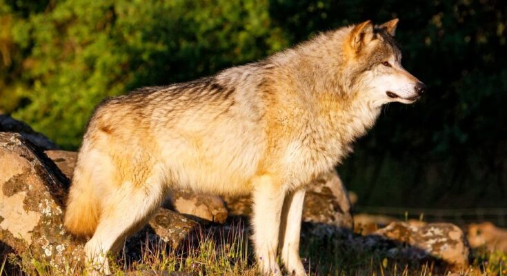 szurke farkas Canis lupus