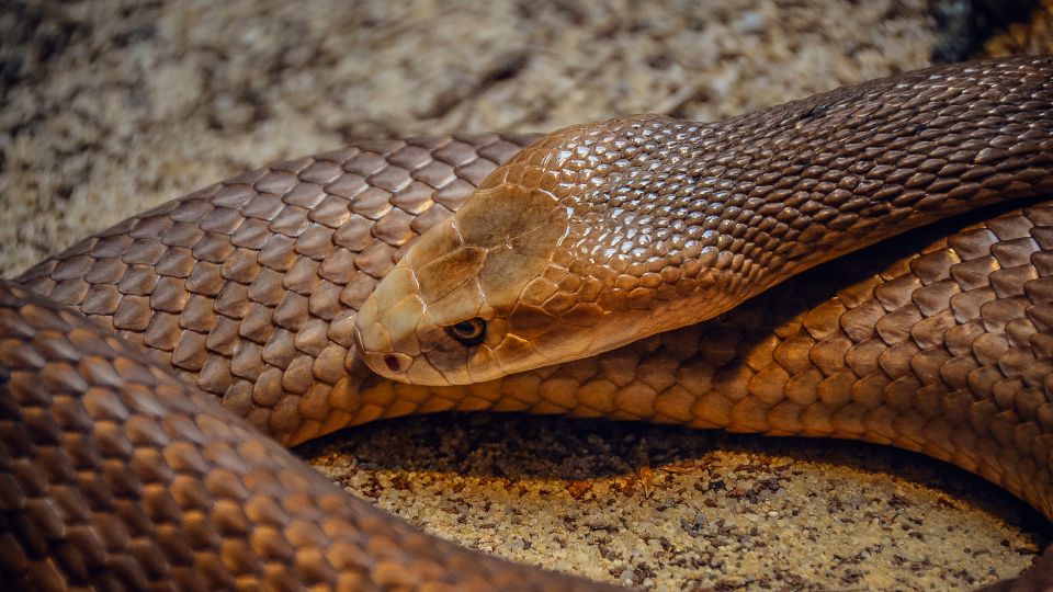 taipan kigyo Oxyuranus scutellatus 1