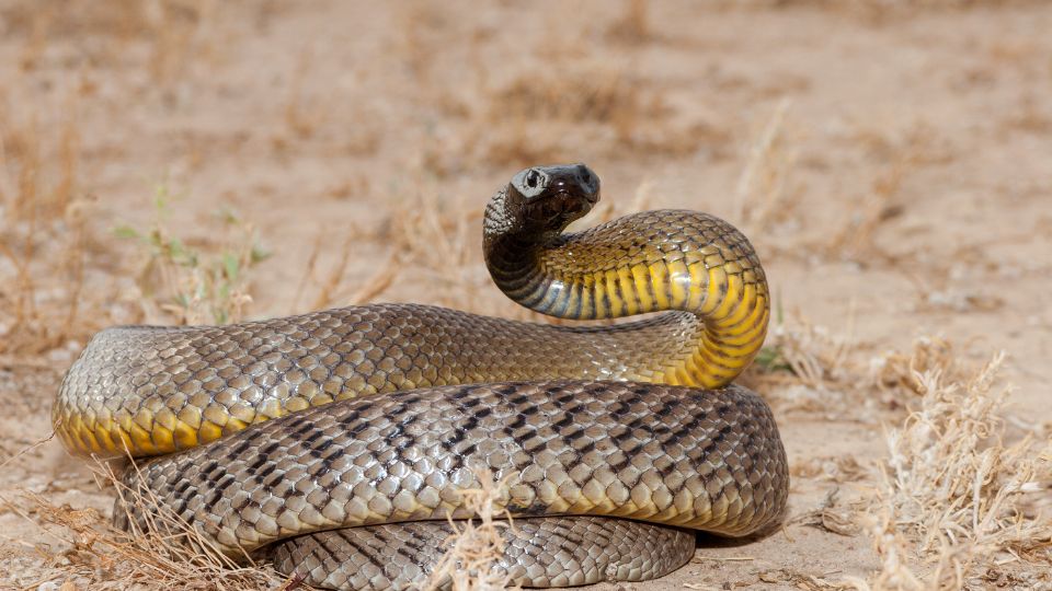 taipan kigyo Oxyuranus scutellatus 2