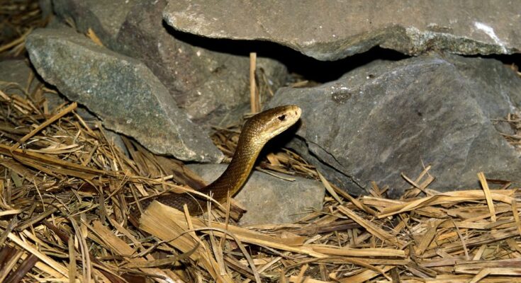 taipan kigyo Oxyuranus scutellatus