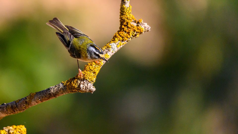 tuzesfeju kiralyka Regulus ignicapillus 1