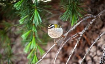 tuzesfeju kiralyka Regulus ignicapillus 2