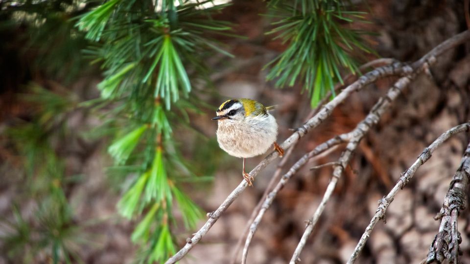 tuzesfeju kiralyka Regulus ignicapillus 2