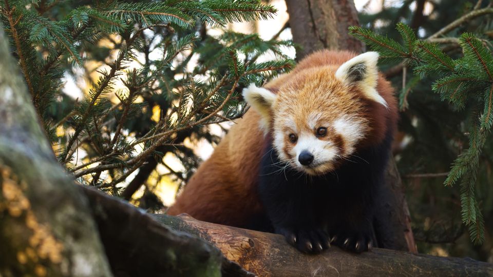 voros macskamedve Ailurus fulgens 1