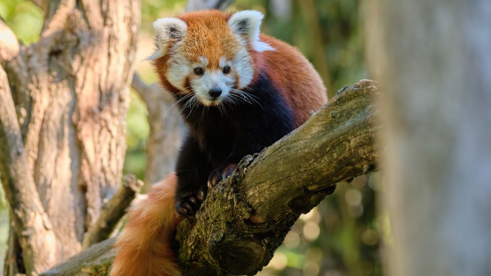 voros macskamedve Ailurus fulgens 2