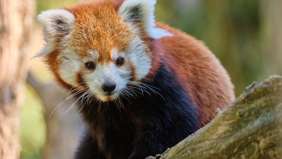 voros macskamedve Ailurus fulgens 3