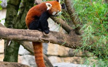 voros macskamedve Ailurus fulgens