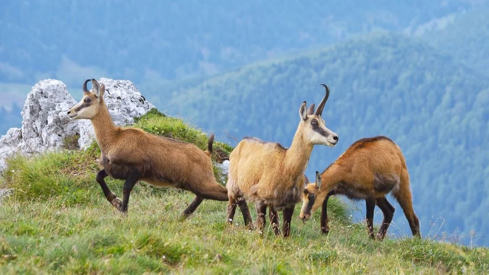 Három zerge a hegyoldalon, gyönyörű zöld fű között, háttérben hegyekkel.