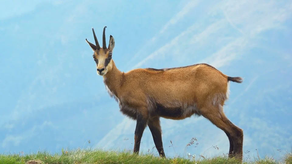 Egy zerge áll a hegyoldalon, háttérben ködös hegyekkel.