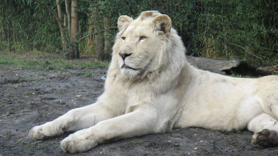 Albino allatok 1