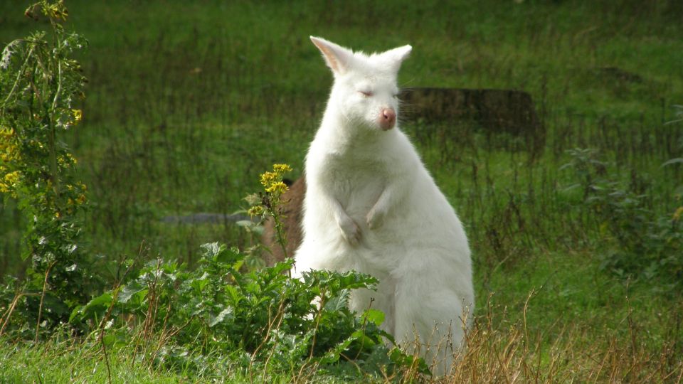 Albino allatok 2