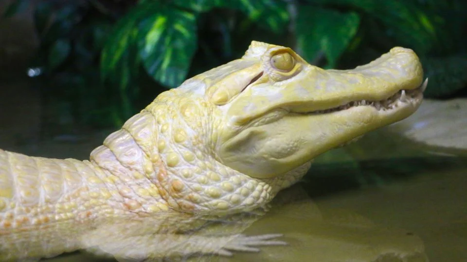 Egy albínó krokodil feje a vízben, világos színű bőrrel és sárgás árnyalatokkal.