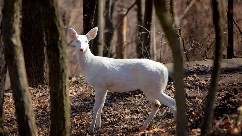 Albino allatok 4