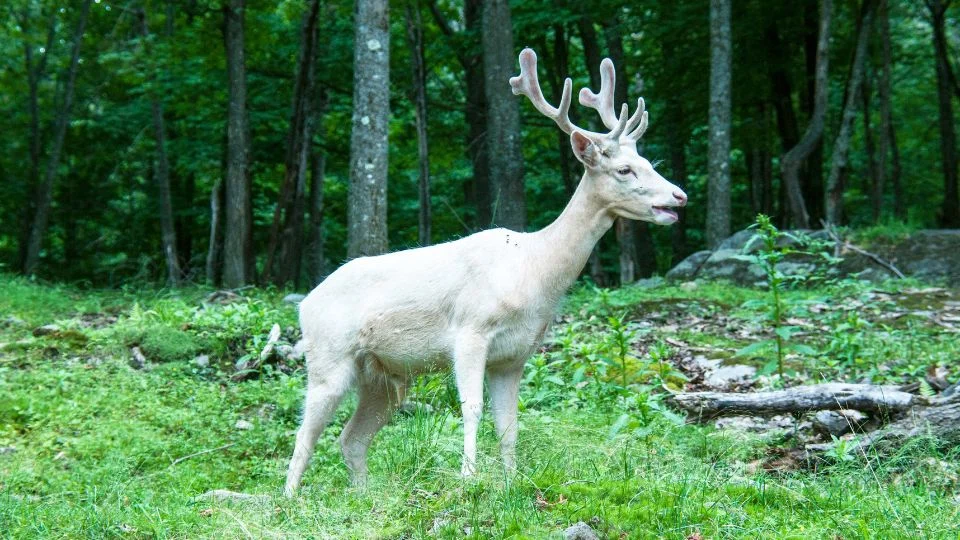 Egy albínó szarvas áll a zöld fűben, fák között, antlerjei fejlődnek.