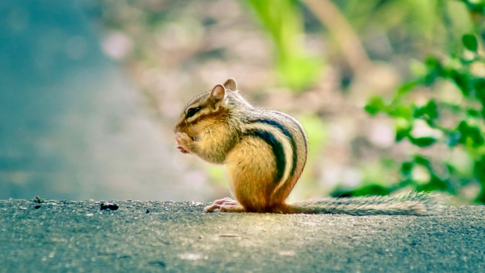 Amerikai csikos mokus Tamias striatus lysteri Rich. 2