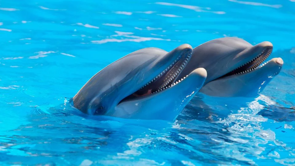 Két delfin úszik a vízben, láthatóan kommunikálnak egymással.