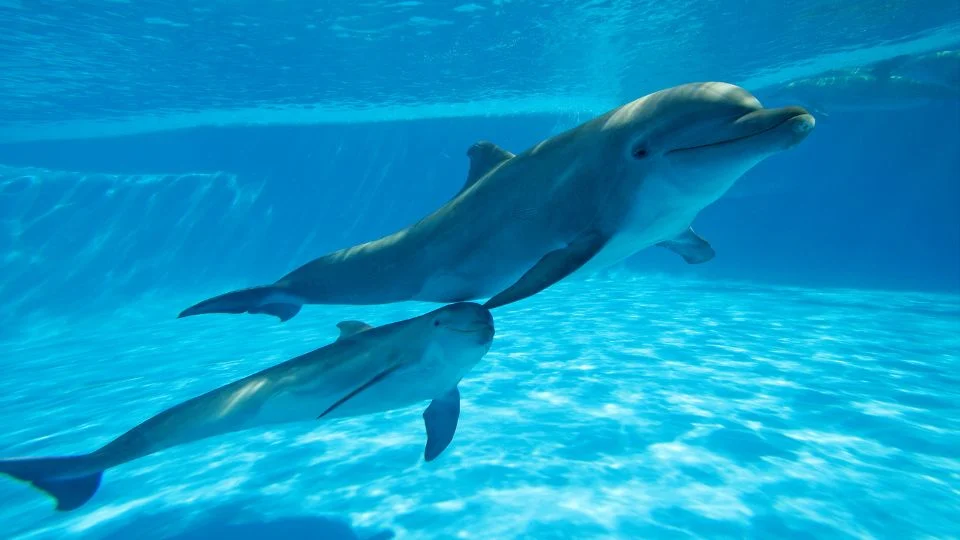 Két delfin úszik együtt a víz alatt, a fény gyönyörűen tükröződik a vízfelszínen.