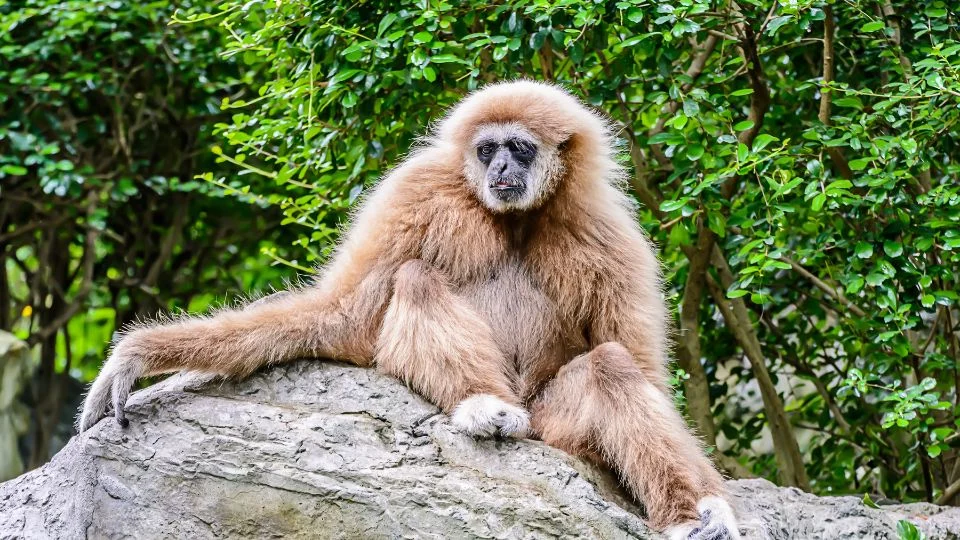 Egy gibbon ül egy sziklán, körülötte zöld növényzet.