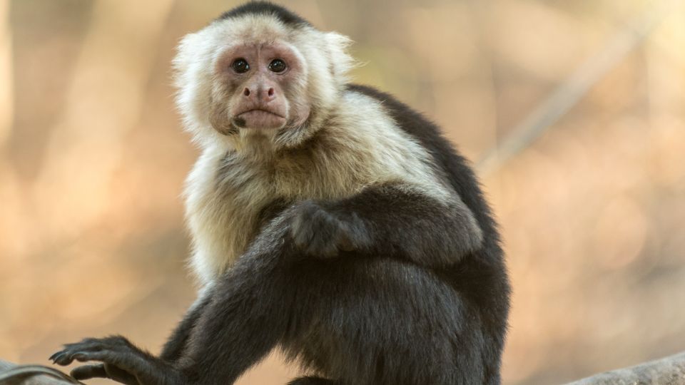 Kapucinus majmok
