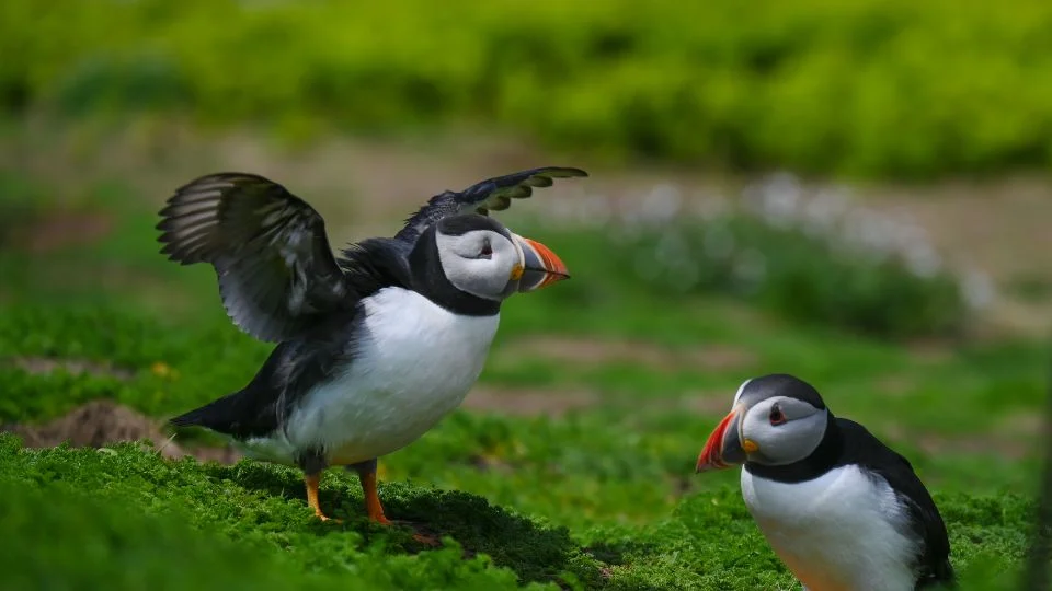 Két puffin madár a zöld fűben, az egyik szárnyait kitárva kommunikál a másikkal.