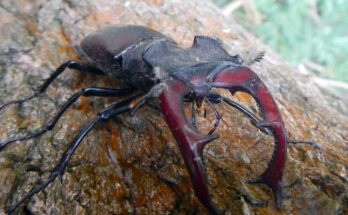 Nagy szarvasbogar Lucanus cervus