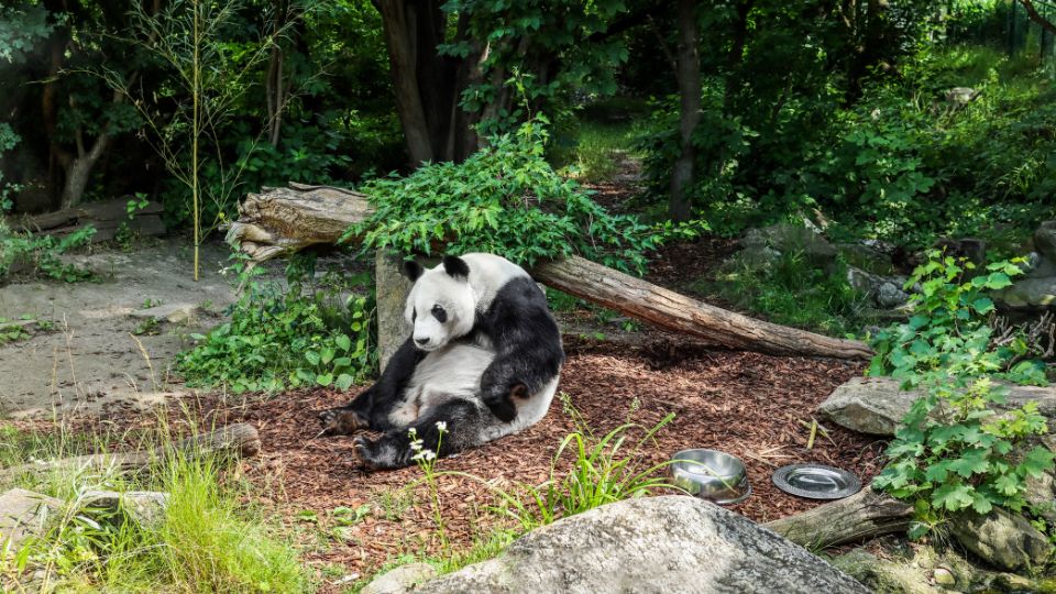 Oriaspanda 1