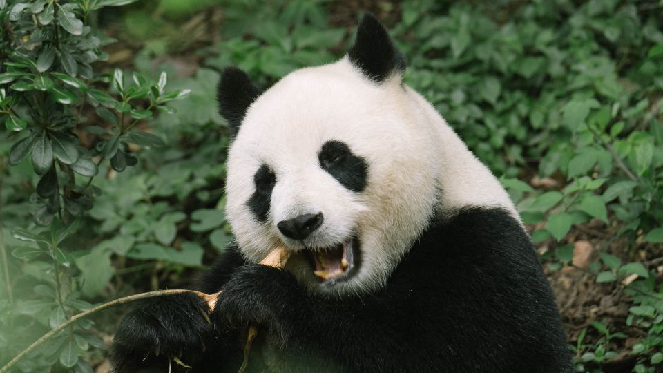 Oriaspanda 2
