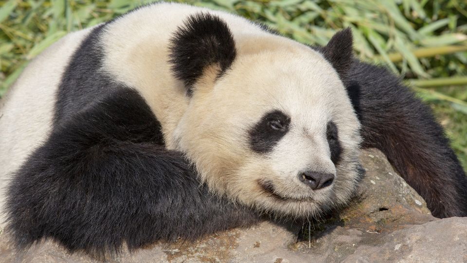 Oriaspanda 3