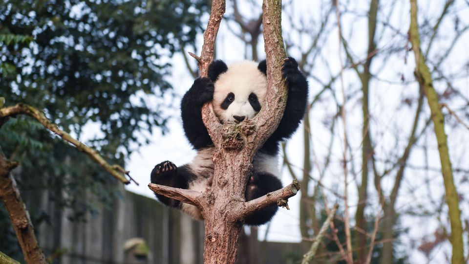 Oriaspanda 4