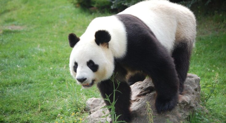 Oriaspanda