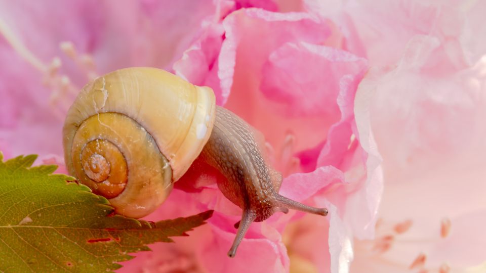 almacsiga Ampullariidae 1