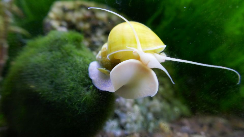 almacsiga Ampullariidae 2