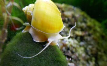 almacsiga Ampullariidae