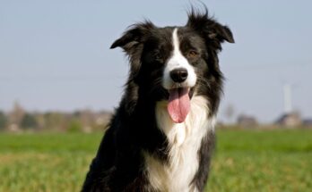 border collie 5