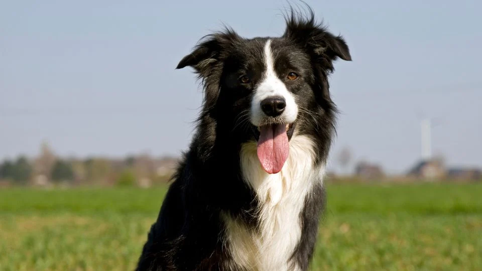 Egy boldog border collie kutya a zöld fűben, napfényben, mosolyogva.