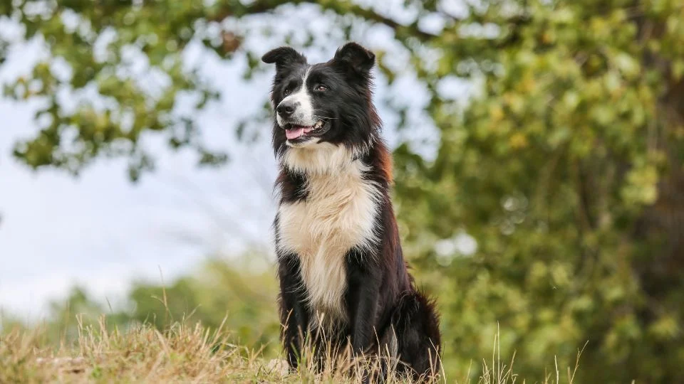 Egy border collie ül a fűben, háttérben zöld fák.