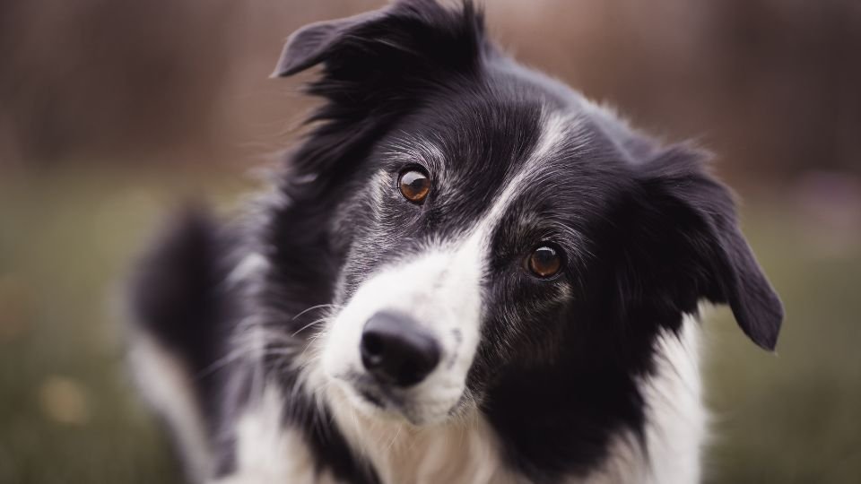 Egy border collie kutya, aki kíváncsian néz a kamerába, zöld fű háttérrel.
