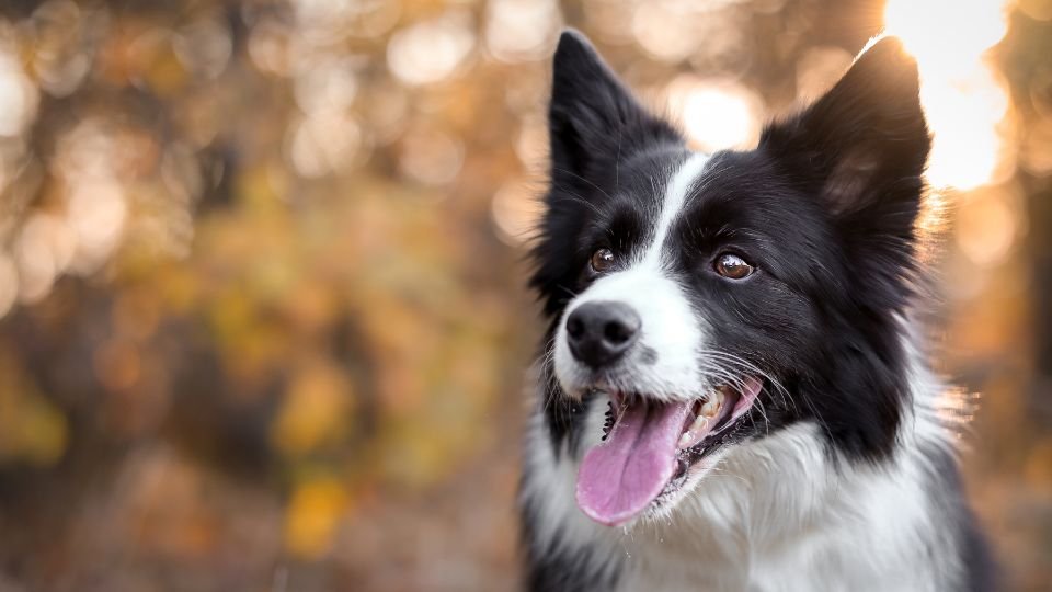 Egy boldog border collie kutya áll a háttérben, lágy fények között.