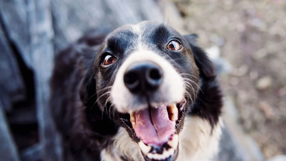 Egy boldog border collie kutya mosolyogva néz a kamerába.
