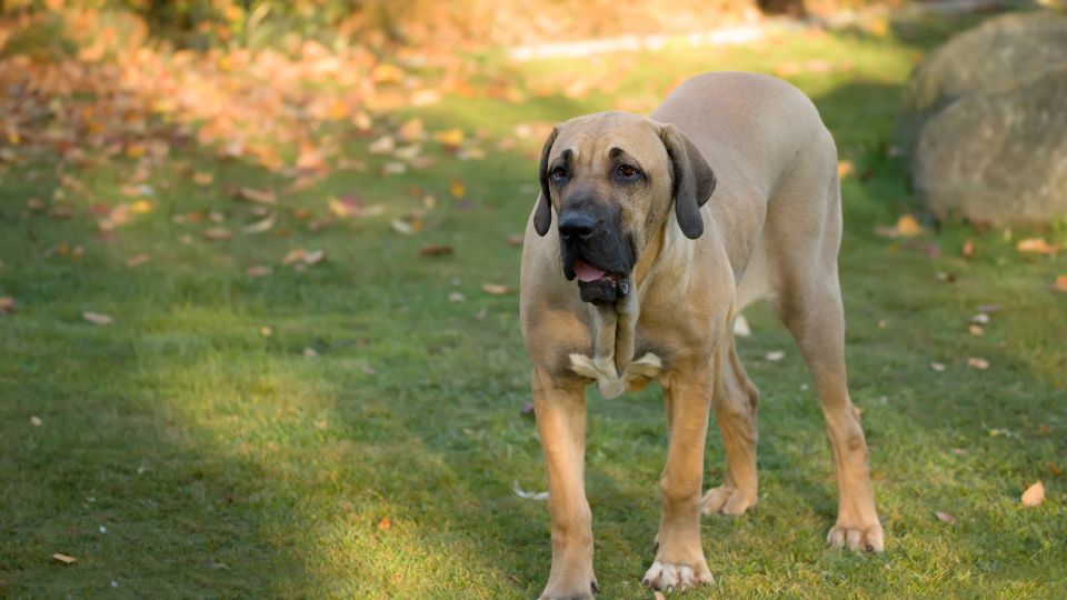 brazil masztiff fila brasileiro 2