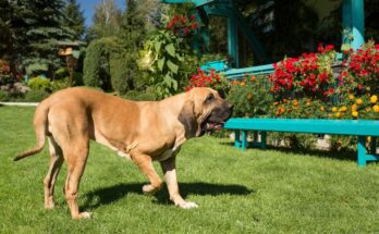 brazil masztiff fila brasileiro