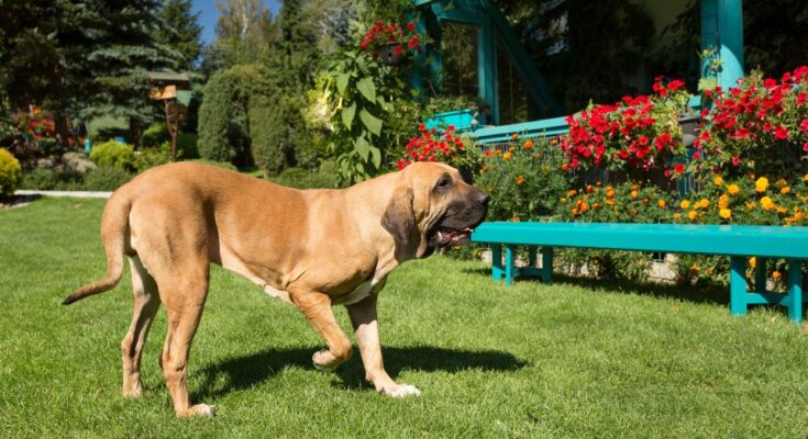 brazil masztiff fila brasileiro