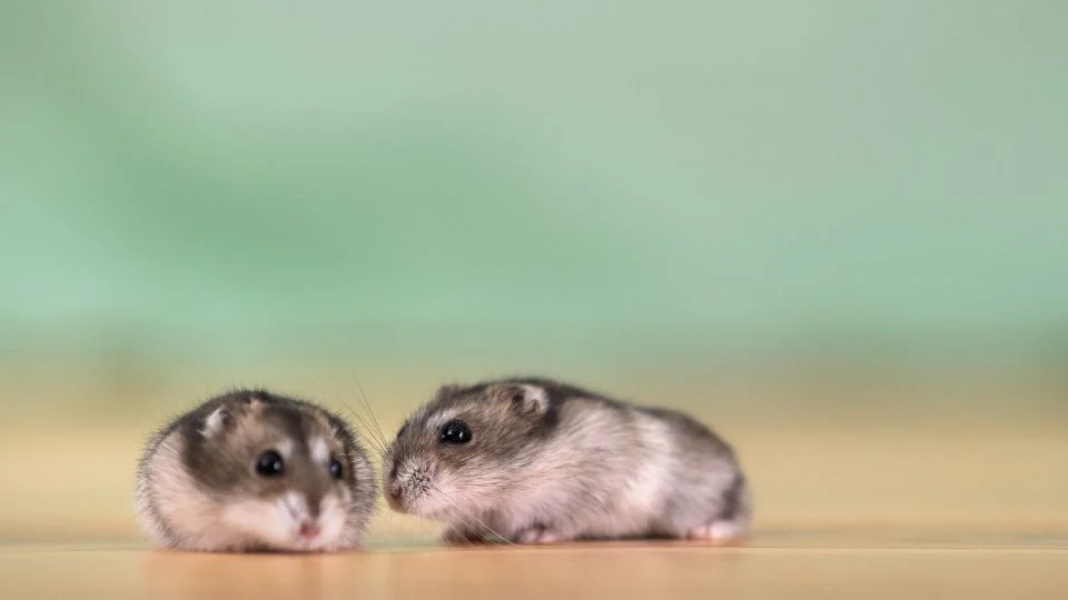 Két dzsungáriai törpehörcsög egymás mellett, barátságosan néznek egymásra.