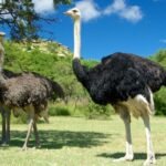 Két strucc áll egy zöld területen, fák árnyékában, napsütésben.