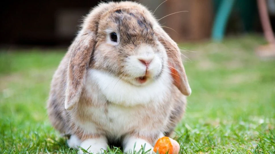 Egy aranyos nyuszi ül a fűben, mellette egy kis répa.